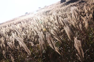 Close-up of corn against sky
