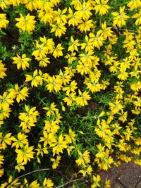 High angle view of yellow flowering plants on field