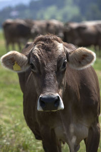 Portrait of a high yielding cow on a meadow in bavaria, germany