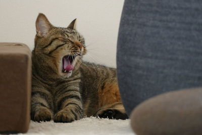 Cat yawing on carpet at home