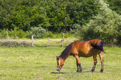 Horse in the valley and field in georgia