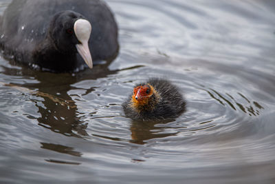 High angle view of duck swimming in lake