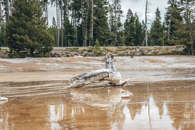 Driftwood at mud pots amidst geothermal land in forest at national park