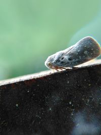 Close-up of insect on stone railing