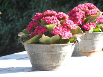 Close-up of pink flowers in pot