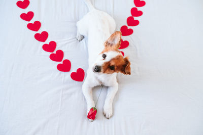 Cute jack russell dog at home with red rose on paw, red hearts on bed. romance, valentines concept