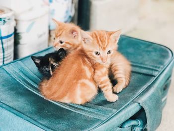 Portrait of kitten sitting