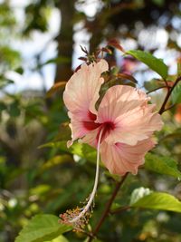 Close-up of hibiscus blooming outdoors