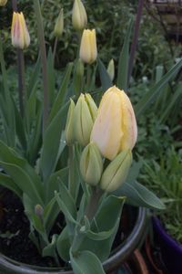 Close-up of fresh white flowering plants on field