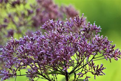 Close-up of purple flowering plant