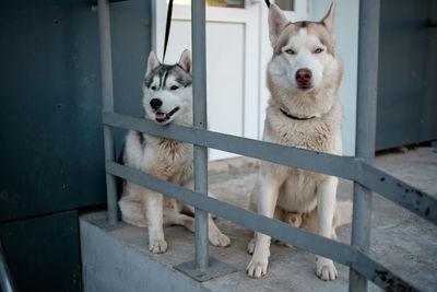 Portrait of dog by railing