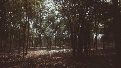 Trees in forest