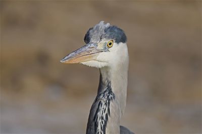 Close-up of eagle