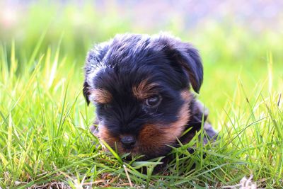 Portrait of puppy