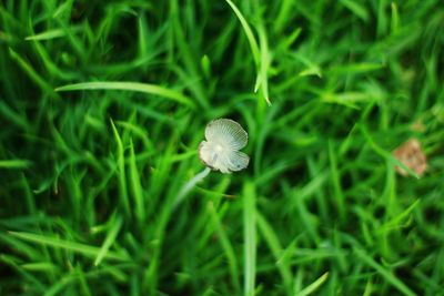 Close-up of plant in grass