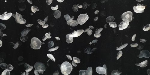 High angle view of fishes swimming in sea