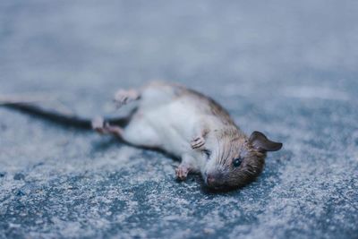 Close-up of cat lying on ground