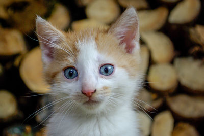 Close-up portrait of cat