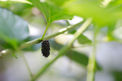 Close-up of berries on plant