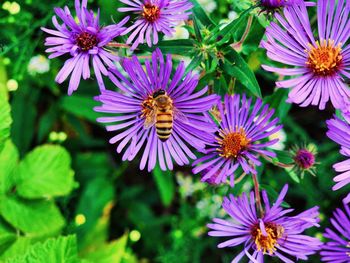 Close-up of purple flowering plants