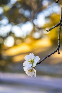 Close-up of white flowering plant