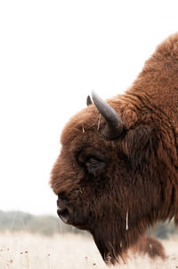 Close-up of american bison
