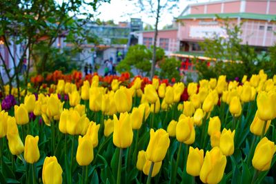 Close-up of yellow tulips