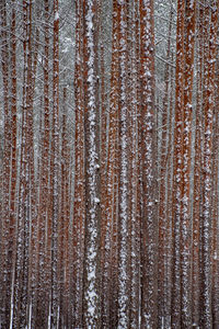 Full frame shot of pine trees in forest during winter