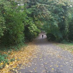 Man walking on road amidst trees during autumn