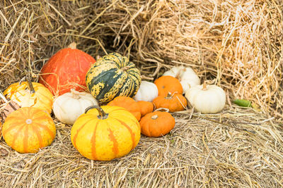 High angle view of pumpkins on field