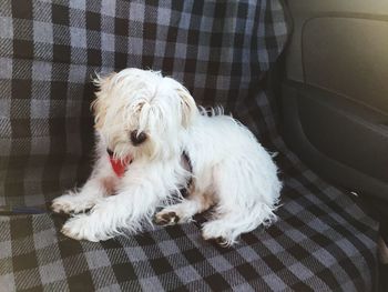 White dog lying down on floor