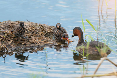 Ducks swimming in lake