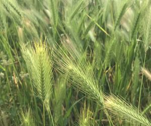 Close-up of wheat growing on field