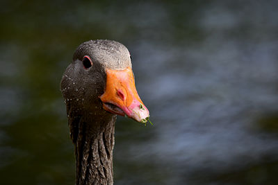 Close-up of a bird