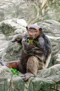 Portrait of monkey sitting on rock