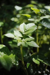 Close-up of raindrops on plant leaves