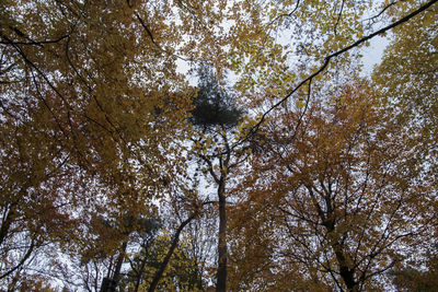 Low angle view of trees in forest against sky