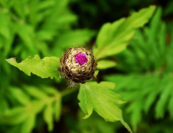 Close-up of rose on leaf