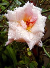 Close-up of wet rose blooming outdoors