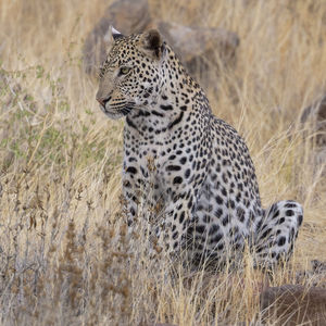 Male leopard the erongo region of namibia