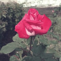 Close-up of red rose