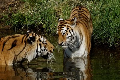 Tiger in a lake