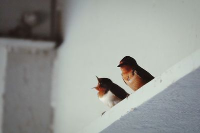 Low angle view of a bird on wall