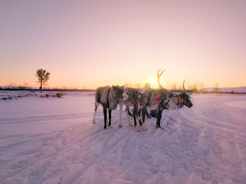 Reindeer on snow covered land against sky during sunset