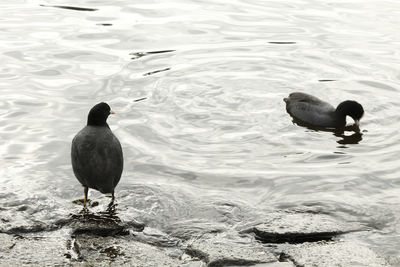 Ducks swimming in lake