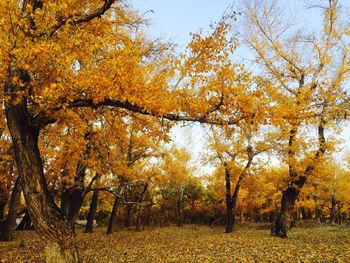 Scenic view of field during autumn