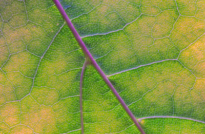 Macro shot of green leaf