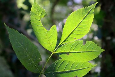 Close-up of green leaves