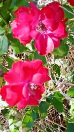 Close-up of pink flowers blooming outdoors