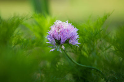 Close-up of pink flowers